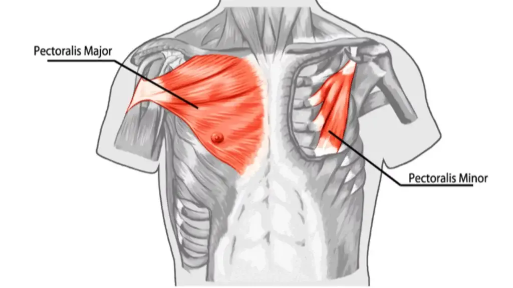 anatomy of the chest muscles